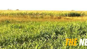 Bélanger Agro-Consultant Inc. - L'Ange-Gardien