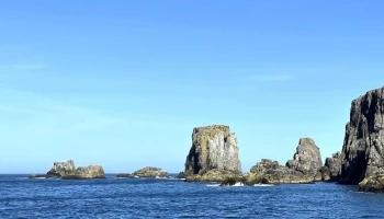 Bonavista Puffin & Whale Tours - Bonavista