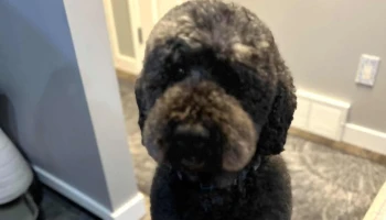 Boomers Groomers - Blackfalds