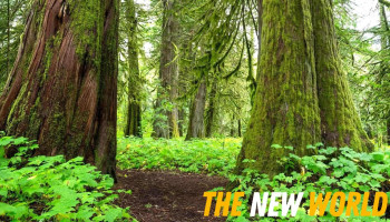 Cedar Pathways Support Services Inc. - Canada