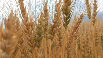 Core Ag Inputs - Carstairs - Carstairs