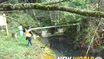 Corvidae Environmental Consulting - Sooke