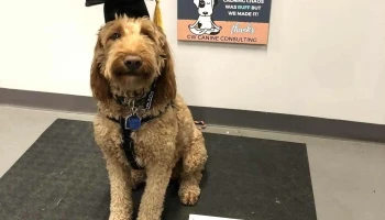 Cw Canine Consulting Inc. - Devon