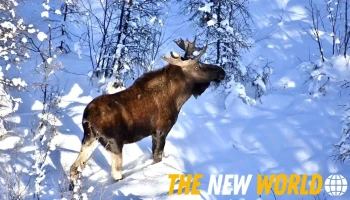 Eco-Web Ecological Consulting Ltd. - Fort St John
