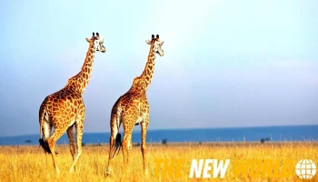 Girafe Conseils T.i. - Cowansville