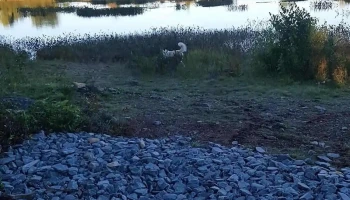Miller Lake - Ns