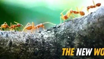 Pest Kings Wildlife & Pest Control Alliston - Alliston