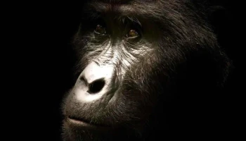 RentGorilla - Antigonish