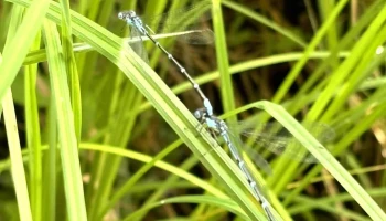 Zygoptera Consulting - Bracebridge