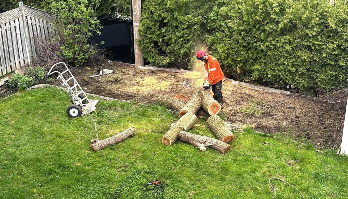 Arboriculture De Beauce -  Beauceville - Beauceville