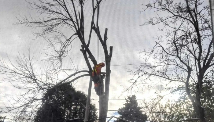 Arboriculture De Beauce -  Tree Service - Beauceville