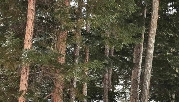 Banff -    Mineral Springs Hospital Comments - Banff