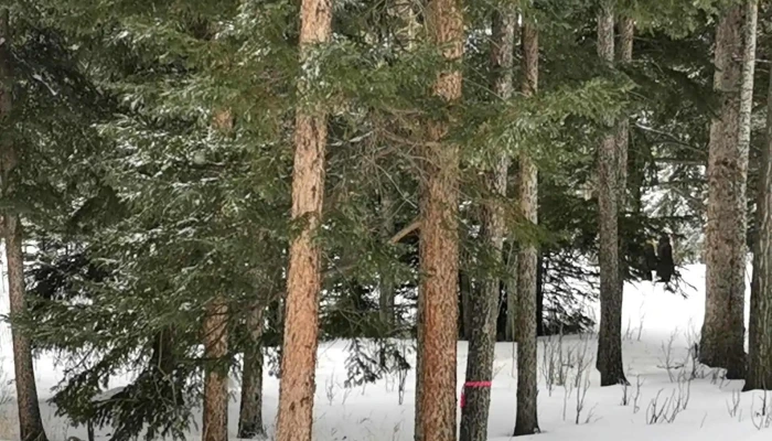 Banff -    Mineral Springs Hospital Videos - Banff