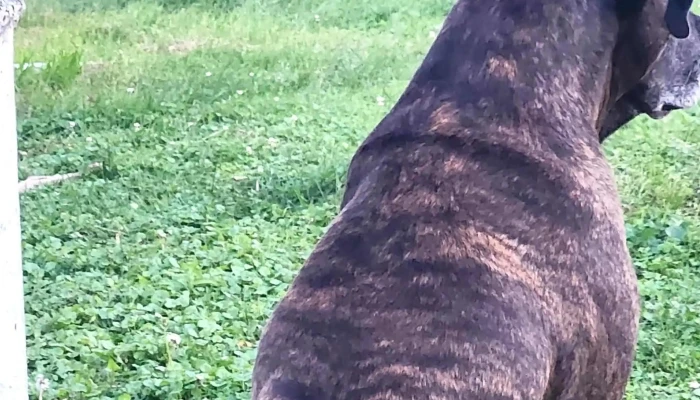 Berwick Animal Hospital -  Videos - Berwick