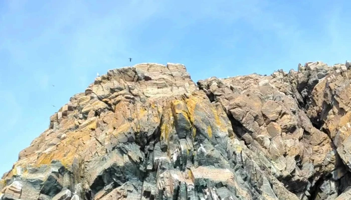 Bonavista Puffin Whale Tours Address - Bonavista