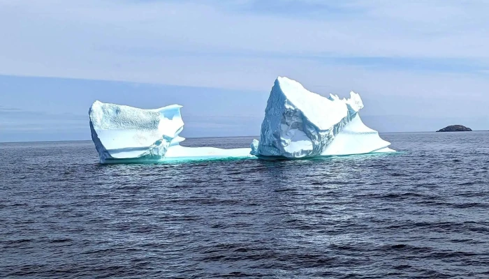 Bonavista Puffin Whale Tours All - Bonavista