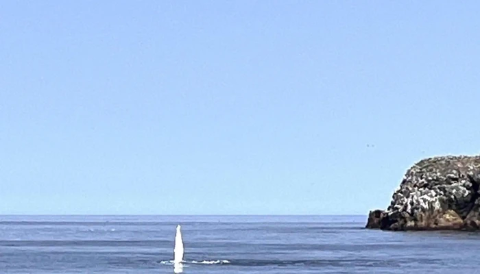 Bonavista Puffin Whale Tours How To Get There - Bonavista