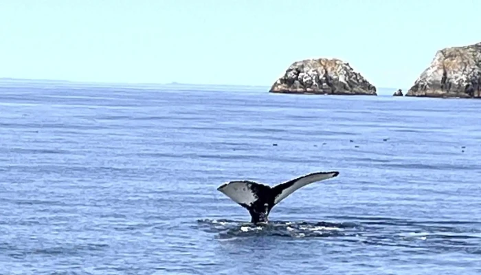 Bonavista Puffin Whale Tours Open Now - Bonavista