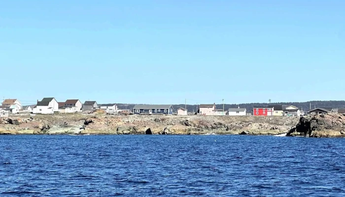 Bonavista Puffin Whale Tours Score - Bonavista