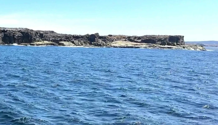 Bonavista Puffin Whale Tours Tour Agency - Bonavista