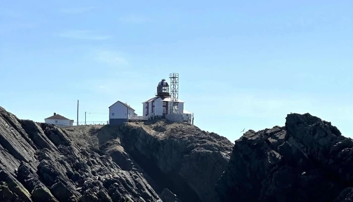 Bonavista Puffin Whale Tours Where - Bonavista
