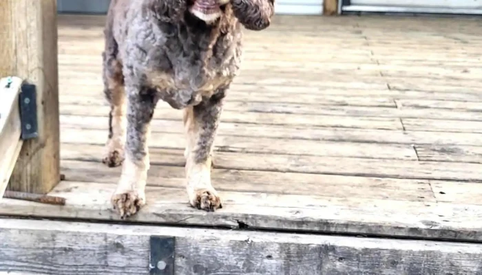 Boomers Groomers -  All - Blackfalds
