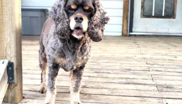 Boomers Groomers -  Discounts - Blackfalds