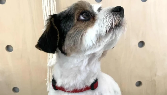 Boomers Groomers -  Instagram - Blackfalds