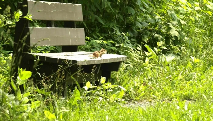 Caresson Nous - Cap-Chat