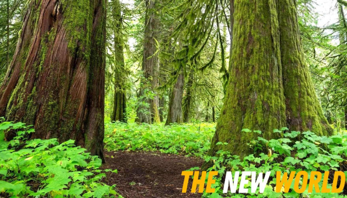 Cedar Pathways Support Services Inc. - Canada