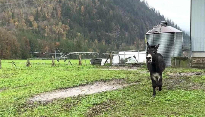 Creekside Cheese Creamery Videos - Agassiz