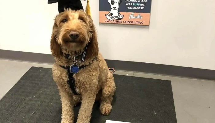 Cw Canine Consulting Inc. - Devon