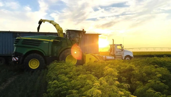Dale Thacker Specialty Crops -  By Owner - Bow Island