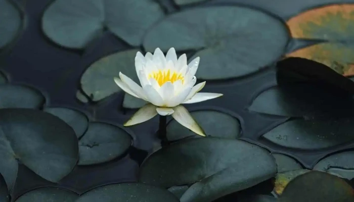Elizabeth Morelle Counselling Services - Chemainus