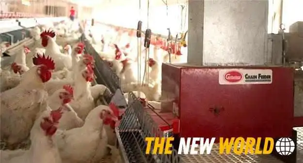 Eml Inc -  Chicken - Ange-gardien