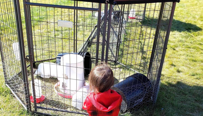 Green Valley Farm -  Botwood - Botwood