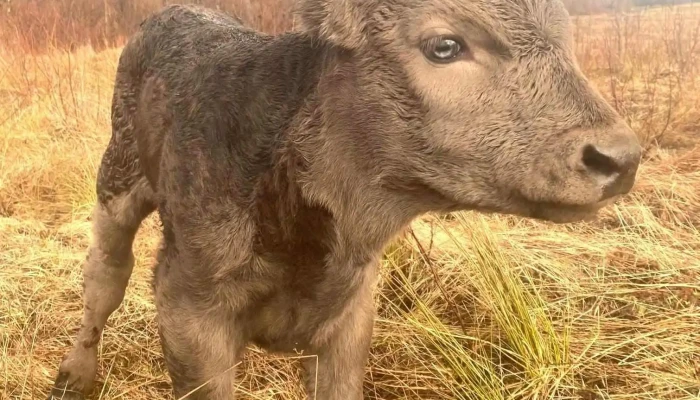Green Valley Farm -  By Owner - Botwood