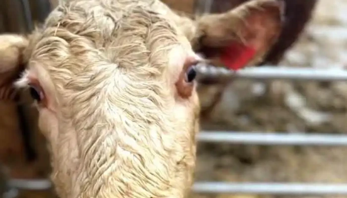 Green Valley Farm -  Cattle - Botwood