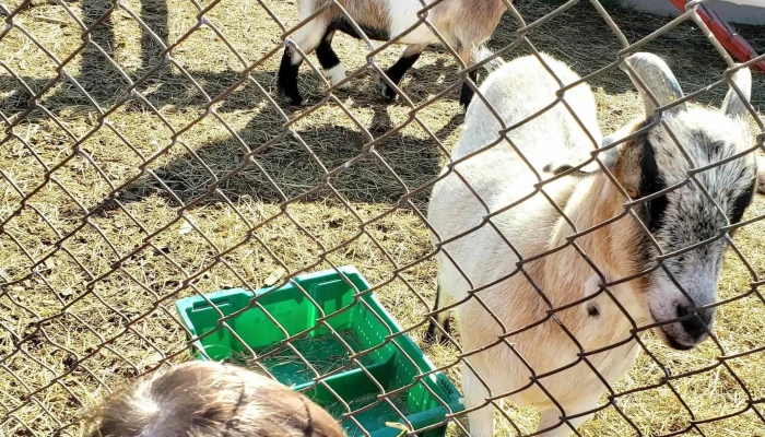 Green Valley Farm -  Farm - Botwood