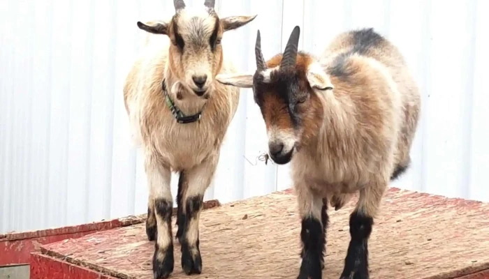 Green Valley Farm -  Goat - Botwood