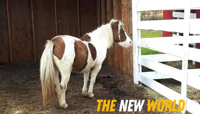 Green Valley Farm -  Horse - Botwood