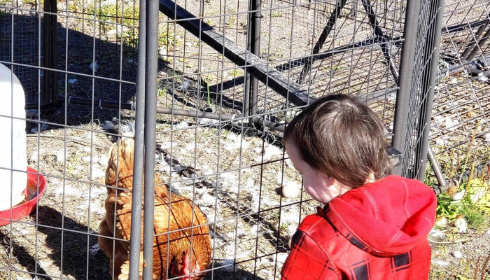 Green Valley Farm -  Promotion - Botwood