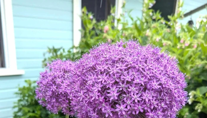 Lavande azulée (Lavender Farm) - Baie-Saint-Paul