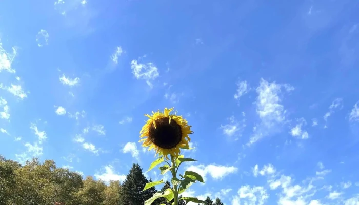 Lavande Azulee Lavender Farm Comments - Baie-saint-paul