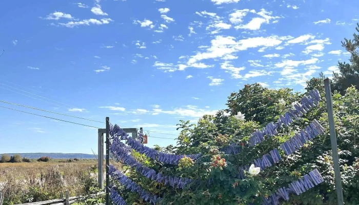 Lavande Azulee Lavender Farm Location - Baie-saint-paul