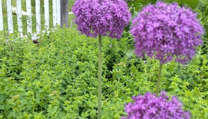 Lavande Azulee Lavender Farm Organic Farm - Baie-saint-paul