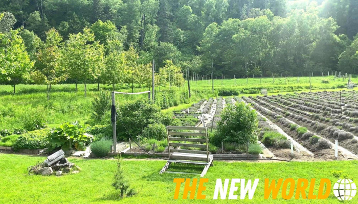 Lavande Azulee Lavender Farm Videos - Baie-saint-paul
