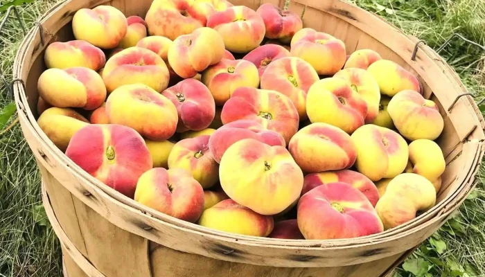 Nichols Farm Market -  All - Berwick