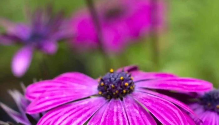 Northern Flora Garden Centre Chemical Free Weed Control All - Barrhead