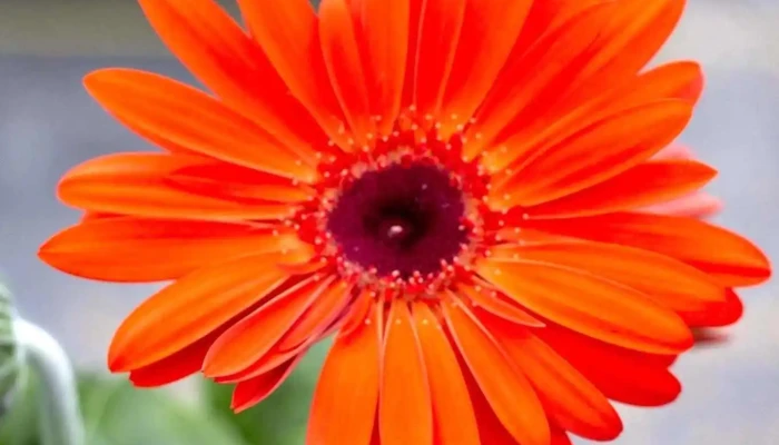Northern Flora Garden Centre Chemical Free Weed Control By Owner - Barrhead